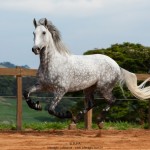 Nessus Interagro, grey Lusitano gelding Photo: TUPA