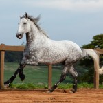 Nessus Interagro, grey Lusitano gelding Photo: TUPA