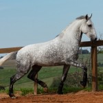 Nessus Interagro, grey Lusitano gelding Photo: TUPA