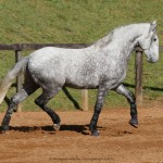 Nessus Interagro, grey Lusitano gelding for sale