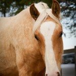 Nougat Interagro/Interagro Lusitanos