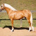 Nougat Interagro, Palomino Purebred Lusitano Horese. Photo: Interagro Lusitanos