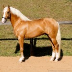 Nougat Interagro, Palomino Purebred Lusitano Horese. Photo: Interagro Lusitanos