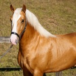 Nougat Interagro, Palomino Purebred Lusitano Horese. Photo: Interagro Lusitanos