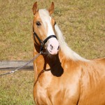 Nougat Interagro, Palomino Purebred Lusitano Horese. Photo: Interagro Lusitanos