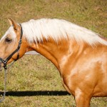Nougat Interagro, Palomino Purebred Lusitano Horese. Photo: Interagro Lusitanos