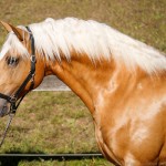 Nougat Interagro, Palomino Purebred Lusitano Horese. Photo: Interagro Lusitanos