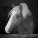 Nougat Interagro, Palomino Purebred Lusitano Horese. Photo: Interagro Lusitanos