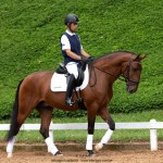Noveleiro Interagro, bay Lusitano gelding/TUPA