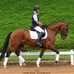 Noveleiro Interagro, bay Lusitano gelding/TUPA