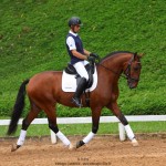 Noveleiro Interagro, bay Lusitano gelding/TUPA
