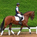 Noveleiro Interagro, bay Lusitano gelding/TUPA