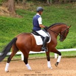 Noveleiro Interagro, bay Lusitano gelding/TUPA