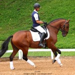 Noveleiro Interagro, bay Lusitano gelding/TUPA