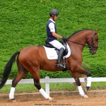 Noveleiro Interagro, bay Lusitano gelding/TUPA