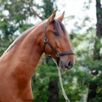 Noveleiro Interagro, bay Lusitano gelding/Interagro Lusitanos