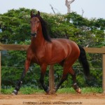 Noveleiro Interagro, bay Lusitano gelding/Interagro Lusitanos