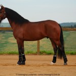 Noveleiro Interagro, bay Lusitano gelding/Interagro Lusitanos