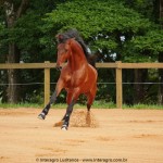 Noveleiro Interagro, bay Lusitano gelding/Interagro Lusitanos