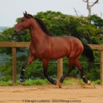 Noveleiro Interagro, bay Lusitano gelding/Interagro Lusitanos