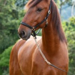 Noveleiro Interagro, bay Lusitano gelding/TUPA