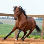 Noveleiro Interagro, bay Lusitano gelding/TUPA