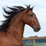 Noveleiro Interagro, bay Lusitano gelding/TUPA