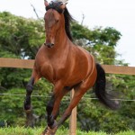 Noveleiro Interagro, bay Lusitano gelding/TUPA
