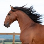 Noveleiro Interagro, bay Lusitano gelding/TUPA