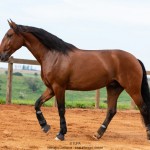 Noveleiro Interagro, bay Lusitano gelding/TUPA