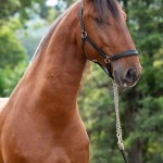 Noveleiro Interagro, bay Lusitano gelding/TUPA