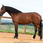 Noveleiro Interagro, bay Lusitano gelding/TUPA