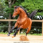 Noveleiro Interagro, bay Lusitano gelding/TUPA