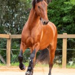Noveleiro Interagro, bay Lusitano gelding/TUPA