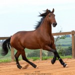 Noveleiro Interagro, bay Lusitano gelding/TUPA