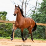 Noveleiro Interagro, bay Lusitano gelding/TUPA