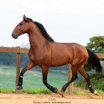 Noveleiro Interagro, bay Lusitano gelding/TUPA