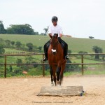 Noveleiro Interagro, bay Lusitano gelding/Interagro Lusitanos