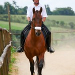 Noveleiro Interagro, bay Lusitano gelding/Interagro Lusitanos