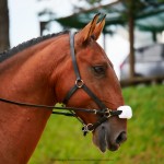 Noveleiro Interagro, bay Lusitano gelding/Interagro Lusitanos