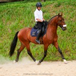 Noveleiro Interagro, bay Lusitano gelding/Interagro Lusitanos
