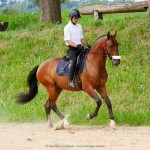 Noveleiro Interagro, bay Lusitano gelding /Interagro Lusitanos