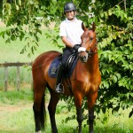 Noveleiro Interagro, bay Lusitano gelding/Interagro Lusitanos