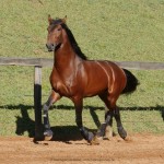 Noveleiro Interagro, bay Lusitano gelding /Interagro Lusitanos