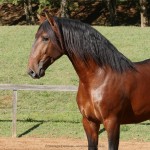 Noveleiro Interagro, bay Lusitano gelding/Interagro Lusitanos