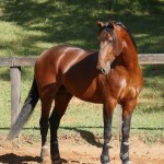 Noveleiro Interagro, bay Lusitano gelding/Interagro Lusitanos
