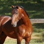 Noveleiro Interagro, bay Lusitano gelding/Interagro Lusitanos