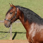 Noveleiro Interagro, bay Lusitano gelding/Interagro Lusitanos