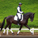 Oásis Interagro, black Lusitano gelding for sale/Photo: TUPA