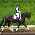 Oásis Interagro, black Lusitano gelding for sale/Photo: TUPA
